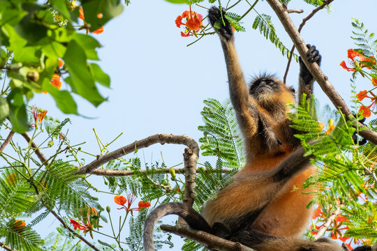 Photo of golden langur monkey species eating leaves on a tree in rainforest