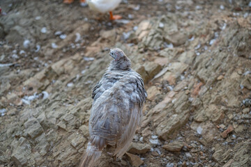 Turkeys walk and forage under bright daylight