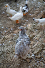 Turkeys walk and forage under bright daylight