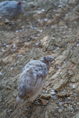 Turkeys walk and forage under bright daylight
