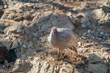 Turkeys walk and forage under bright daylight