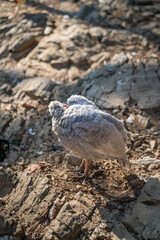 Turkeys walk and forage under bright daylight