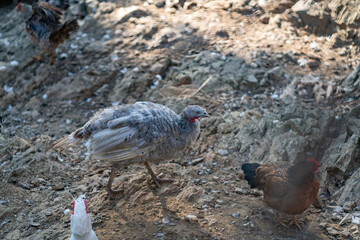 Turkeys walk and forage under bright daylight