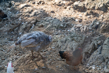 Turkeys walk and forage under bright daylight