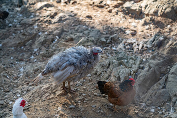 Turkeys walk and forage under bright daylight