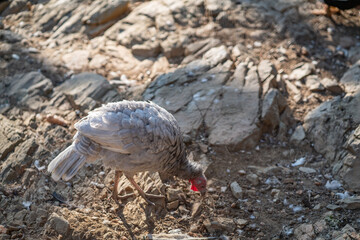 Turkeys walk and forage under bright daylight