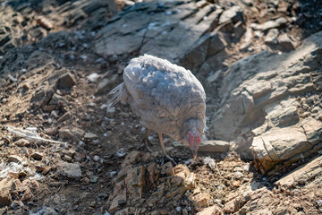 Turkeys walk and forage under bright daylight
