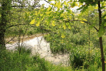 A narrow river winding through a marshy landscape, surrounded by dense vegetation.