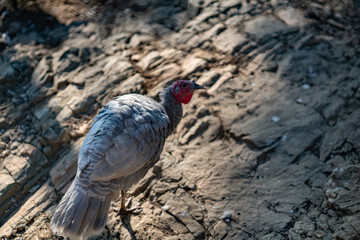 Turkeys walk and forage under bright daylight