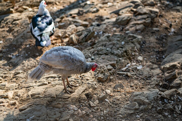 Turkeys walk and forage under bright daylight