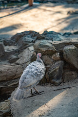 Turkeys walk and forage under bright daylight