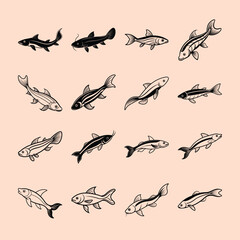 Glass Catfish, aquarium fish line art illustration