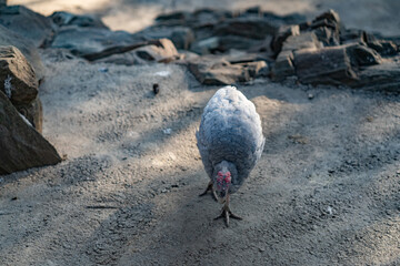 Turkeys walk and forage under bright daylight