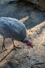 Turkeys walk and forage under bright daylight