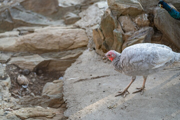 Turkeys walk and forage under bright daylight
