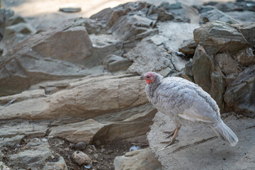 Turkeys walk and forage under bright daylight