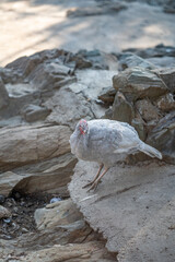Turkeys walk and forage under bright daylight