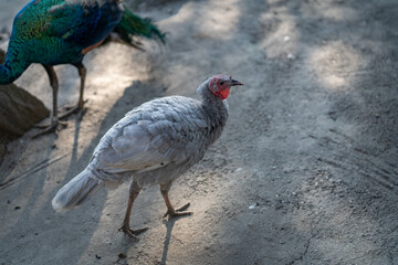 Turkeys walk and forage under bright daylight
