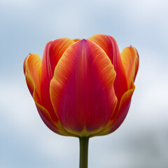 Vibrant Red and Orange Tulip Blossom: Close-up Spring Flower Photography