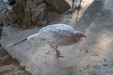 Turkeys walk and forage under bright daylight