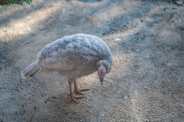 Turkeys walk and forage under bright daylight