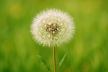 Fototapeta premium Heart-Shaped Dandelion Seed Head Nature's Ephemeral Beauty, Stunning Wallpaper Background