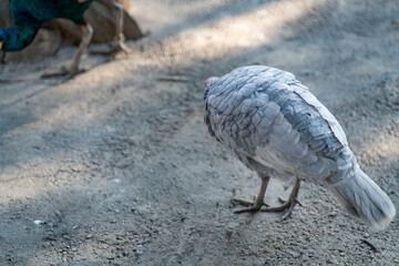 Turkeys walk and forage under bright daylight