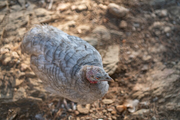 Turkeys walk and forage under bright daylight
