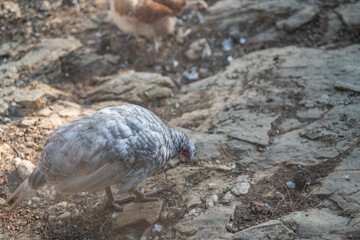 Turkeys walk and forage under bright daylight