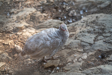 Turkeys walk and forage under bright daylight
