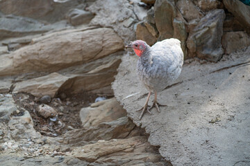 Turkeys walk and forage under bright daylight