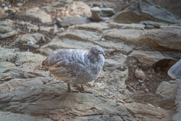 Turkeys walk and forage under bright daylight