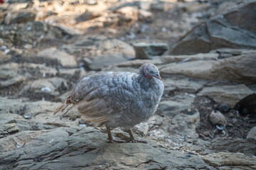 Turkeys walk and forage under bright daylight