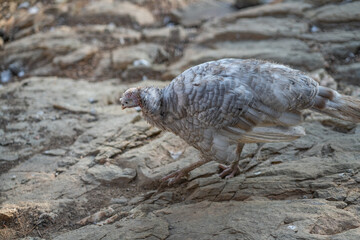 Turkeys walk and forage under bright daylight
