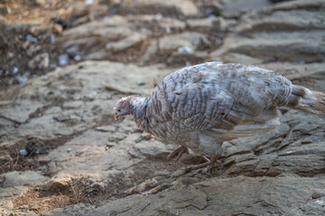 Turkeys walk and forage under bright daylight