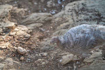 Turkeys walk and forage under bright daylight