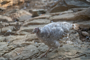 Turkeys walk and forage under bright daylight