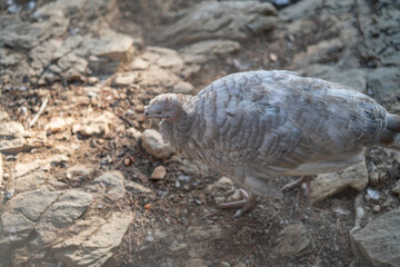 Turkeys walk and forage under bright daylight