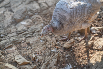 Turkeys walk and forage under bright daylight