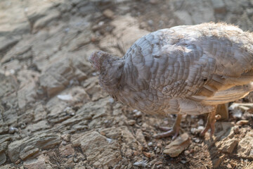 Turkeys walk and forage under bright daylight
