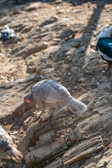 Obraz premium Turkeys walk and forage under bright daylight