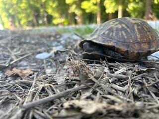 turtle on the grass