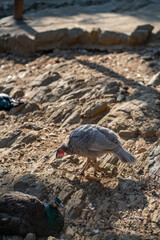 Turkeys walk and forage under bright daylight