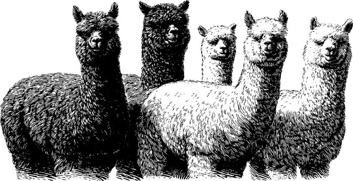 black and white alpacas standing together clip art preview