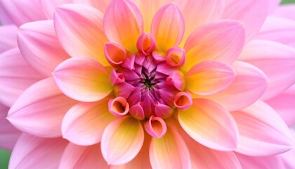 Obraz premium Elegant macro shot of pink dahlia with soft orange and yellow hues in layered petals