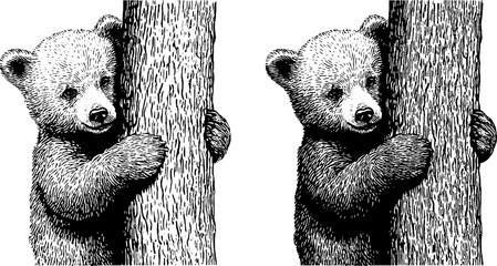 Charming engraved illustration of baby bear hugging a tree