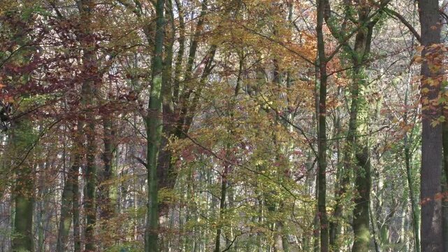 Forest trees with multi coloured autumn leaves falling in the wind