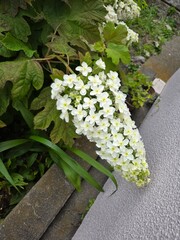 White Flower Cluster Blooming in Garden