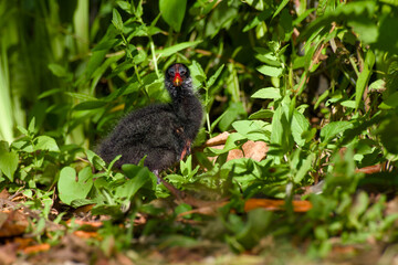common moorhen chick standing on the ground close-up