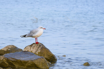 white seagull on a stone on the water background close-up